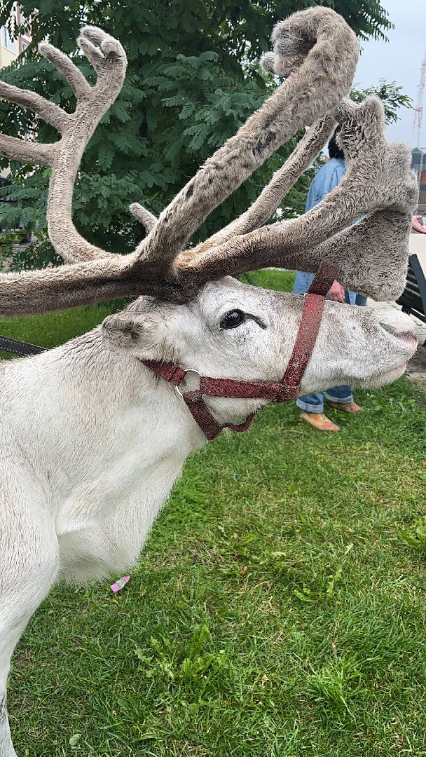 День города, Руза, рузский городской округ, подмосковье, культура, праздник, концерт