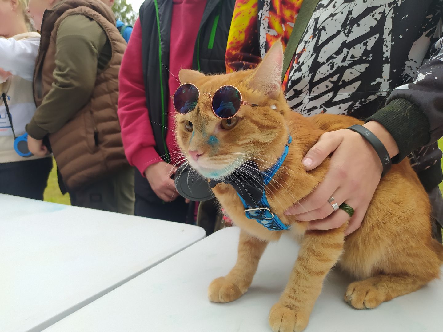 нахабино, животные, выставка, день города,