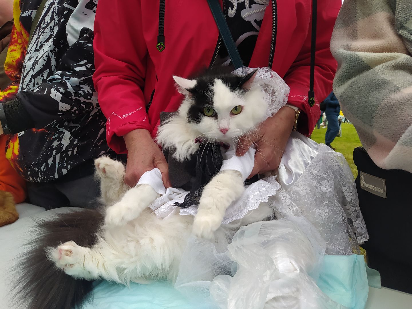 нахабино, животные, выставка, день города,