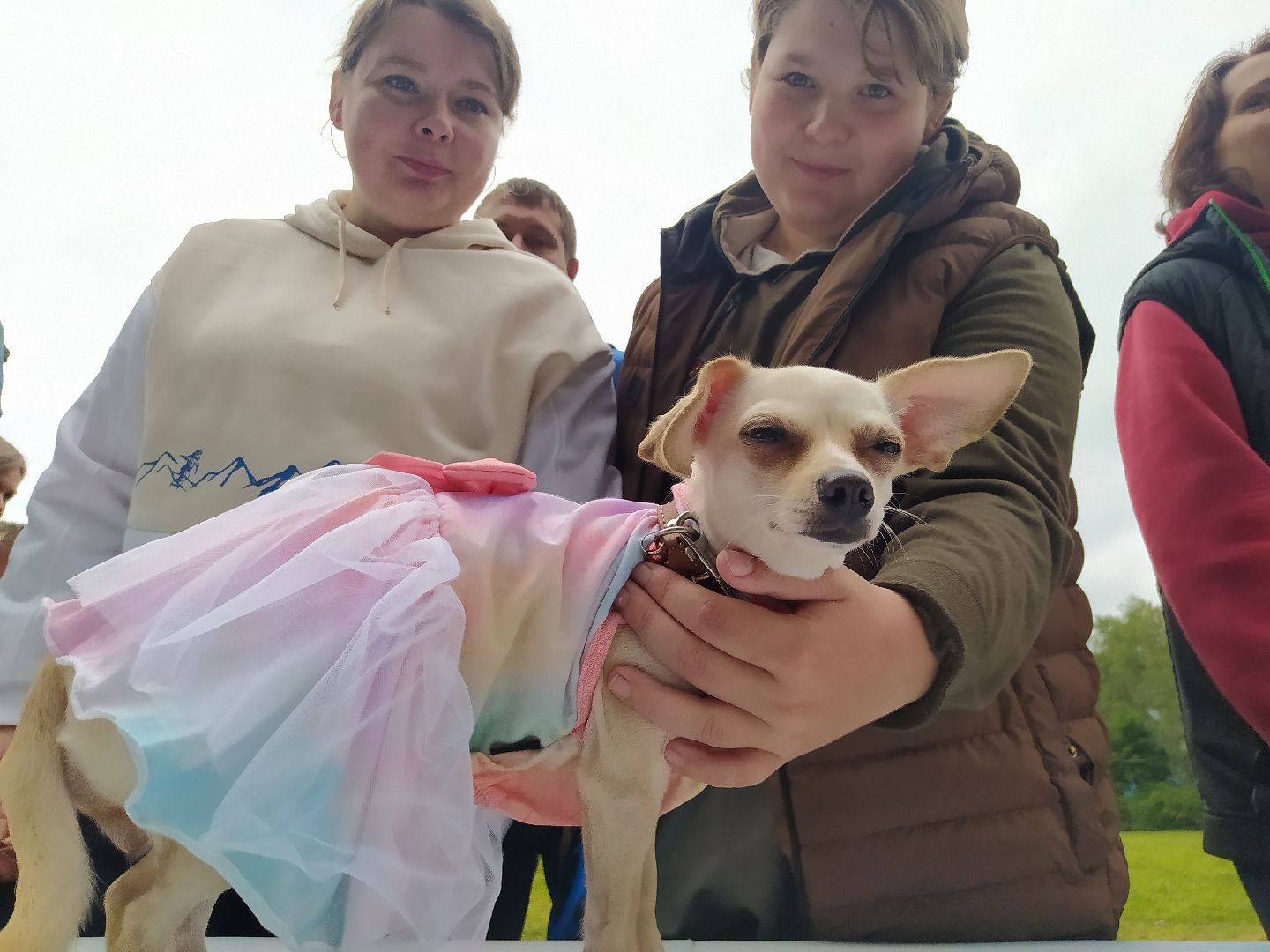 нахабино, животные, выставка, день города,