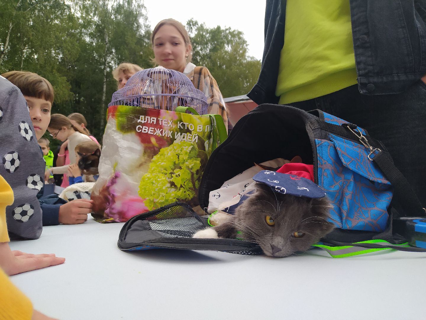 нахабино, животные, выставка, день города,