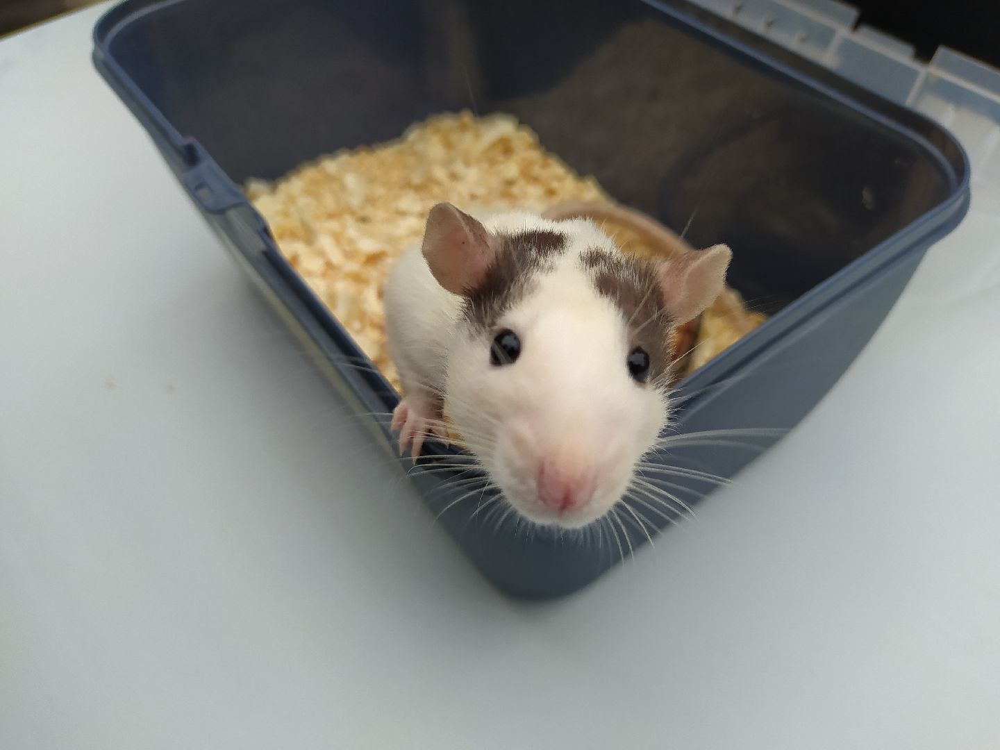 нахабино, животные, выставка, день города,