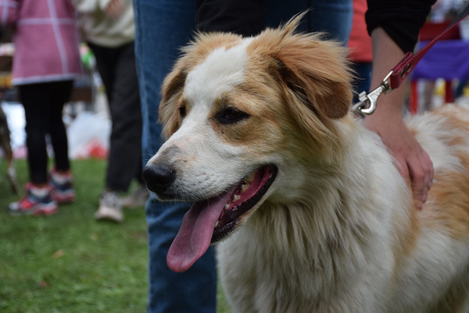 Павловский Посад, городской округ Павловский Посад, люди, город, парк, животные, приют