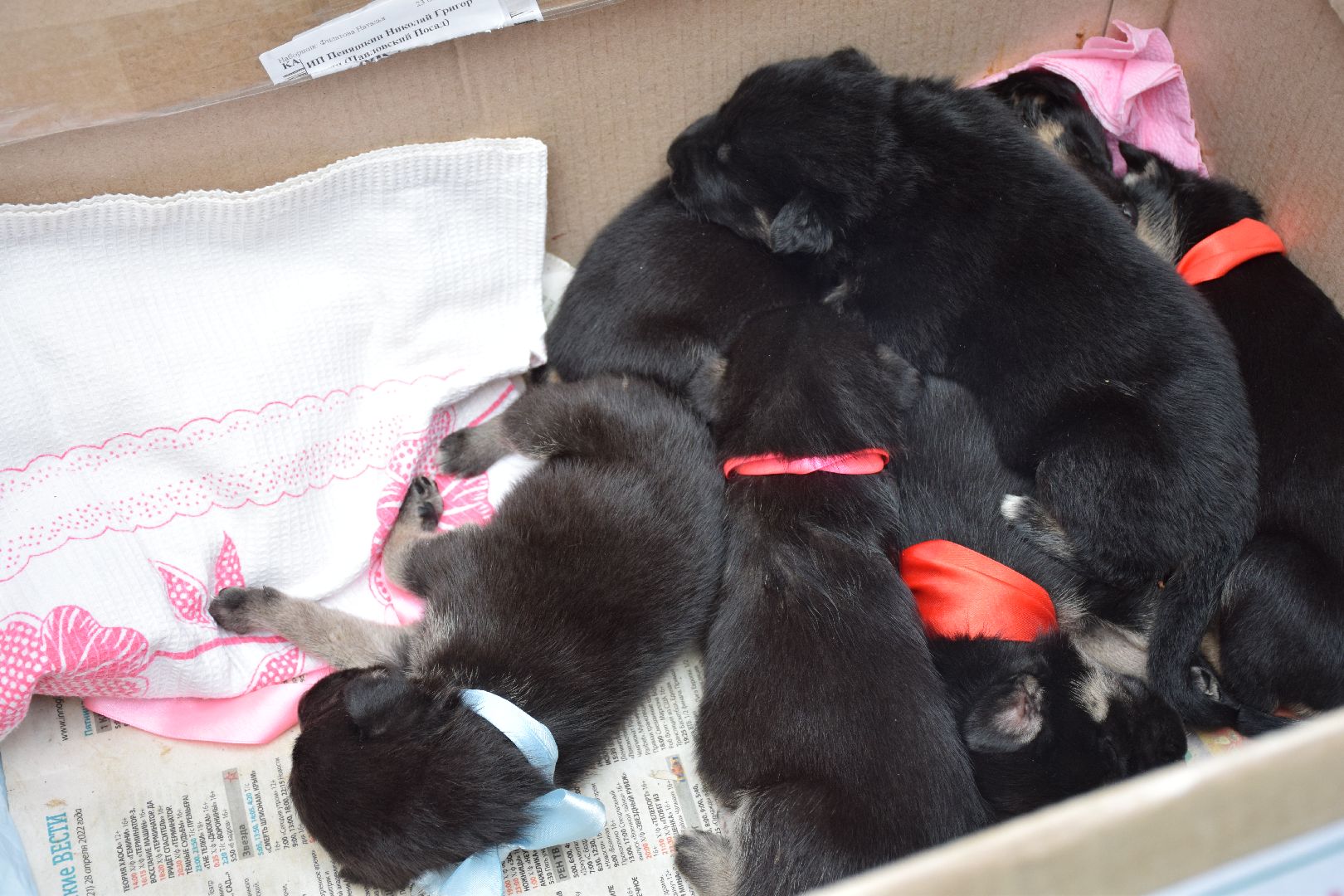 Павловский Посад, городской округ Павловский Посад, люди, город, парк, животные, приют