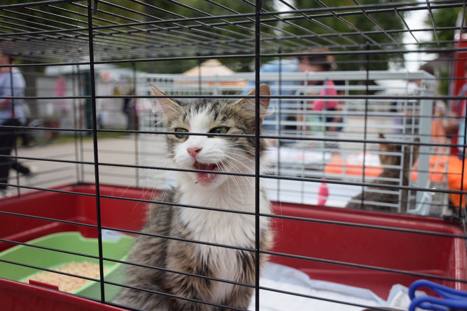 Павловский Посад, городской округ Павловский Посад, люди, город, парк, животные, приют