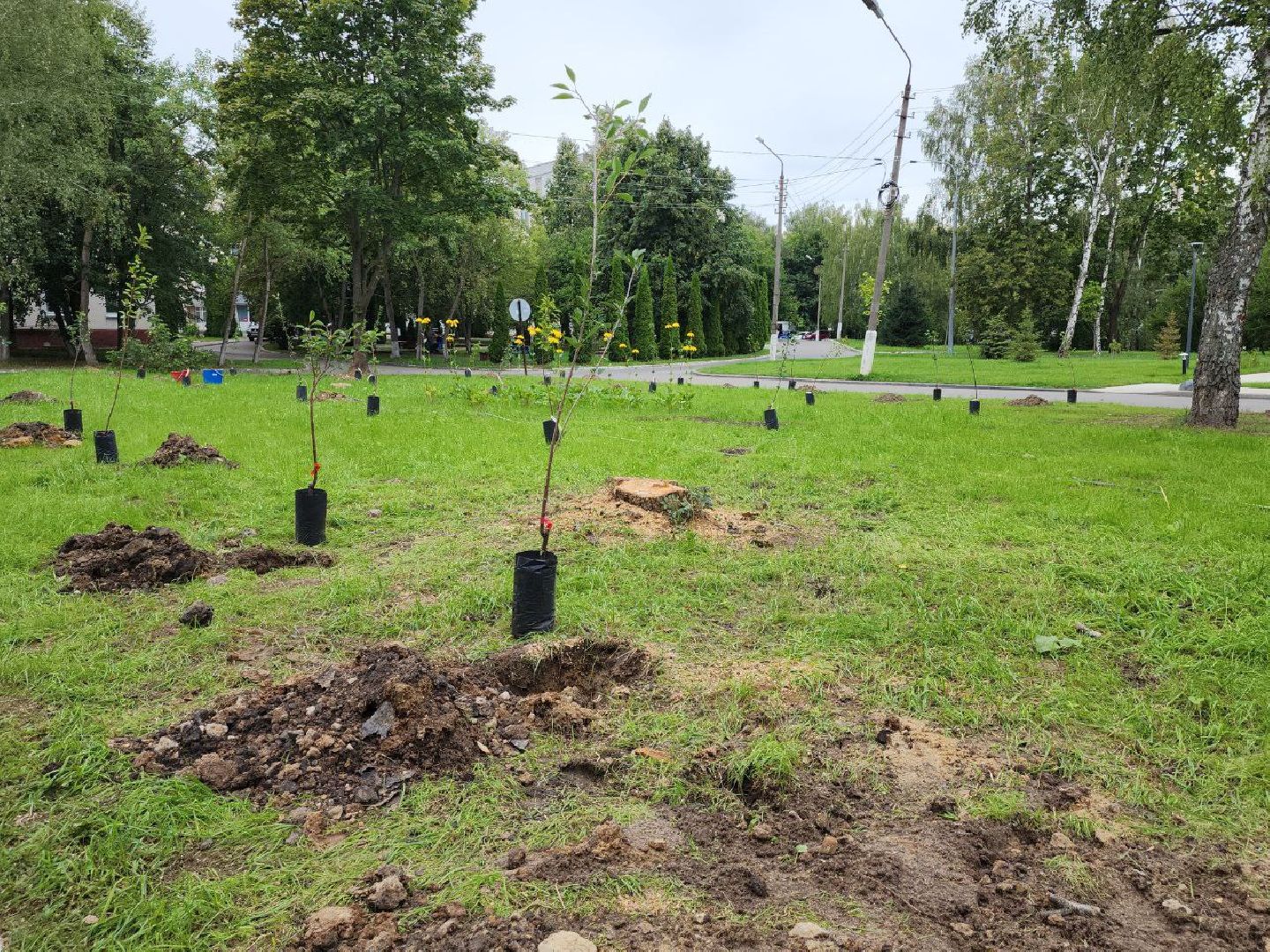 посадка; вишнёвый сад; ВПЦ; видное; подарок