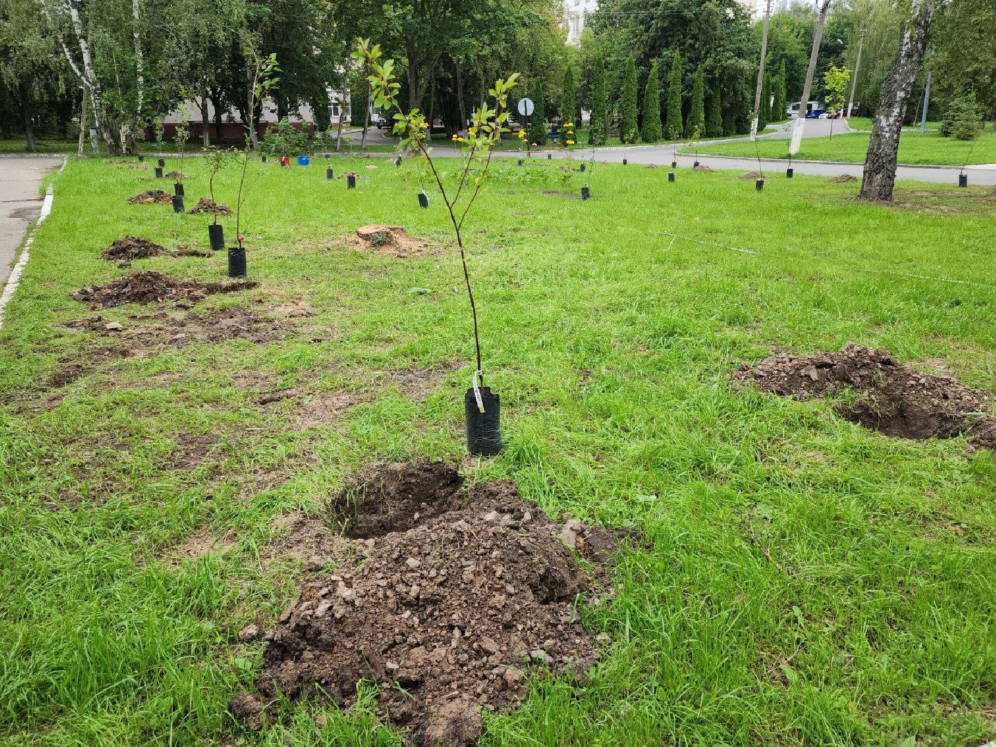 посадка; вишнёвый сад; ВПЦ; видное; подарок