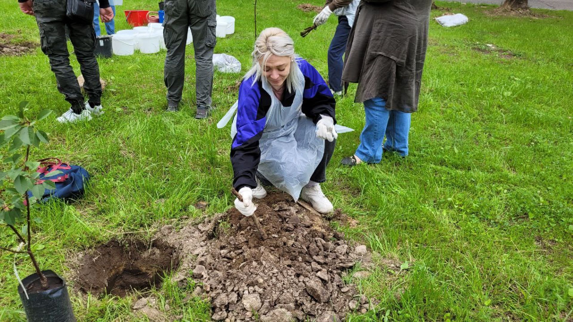 посадка; вишнёвый сад; ВПЦ; видное; подарок