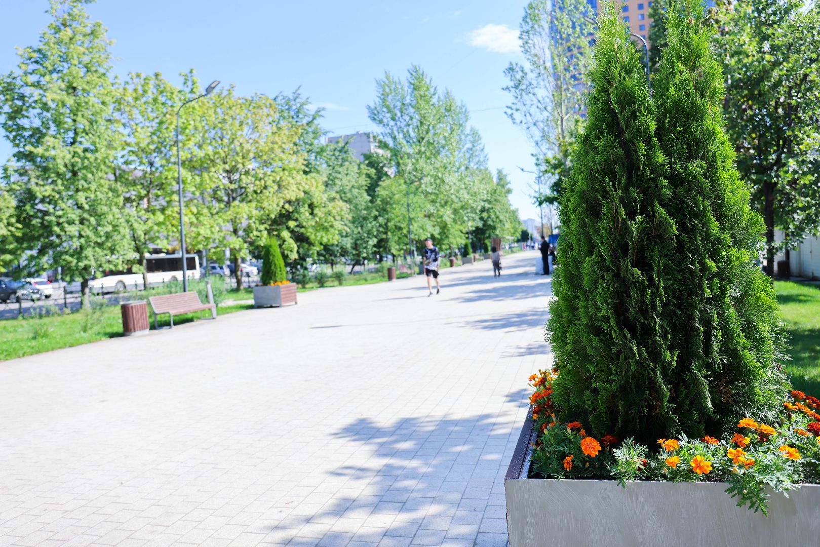 Реутов, МЦД-4, благоустройство, туи