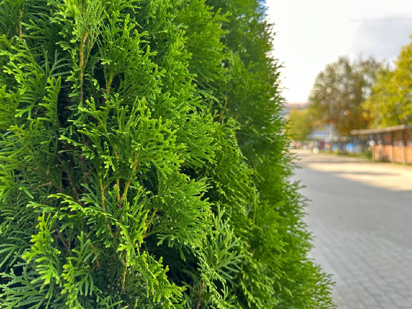 Реутов, МЦД-4, благоустройство, туи