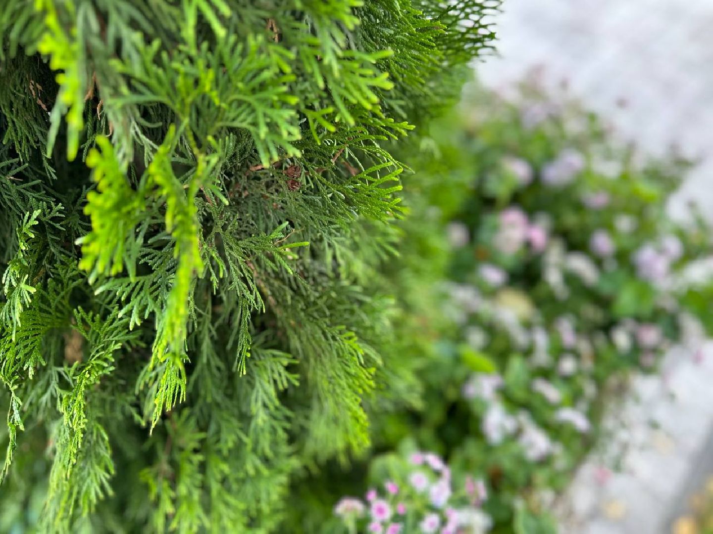 Реутов, МЦД-4, благоустройство, туи