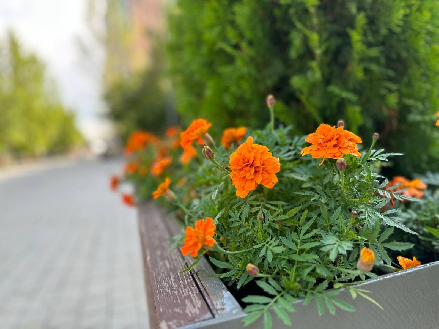 Реутов, МЦД-4, благоустройство, туи