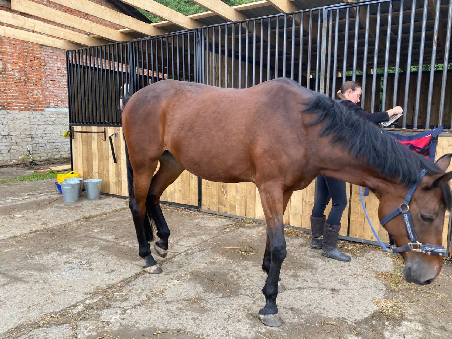 Чехов, берейтор, лошади, тренер, конюшня, завод, конный спорт