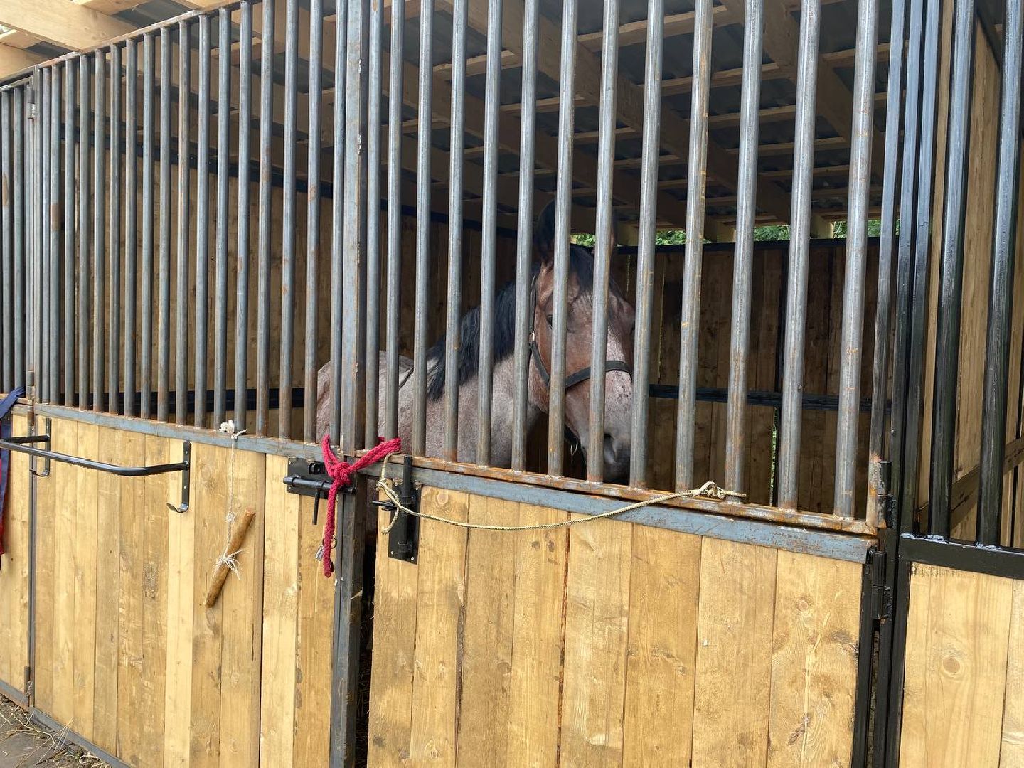 Чехов, берейтор, лошади, тренер, конюшня, завод, конный спорт