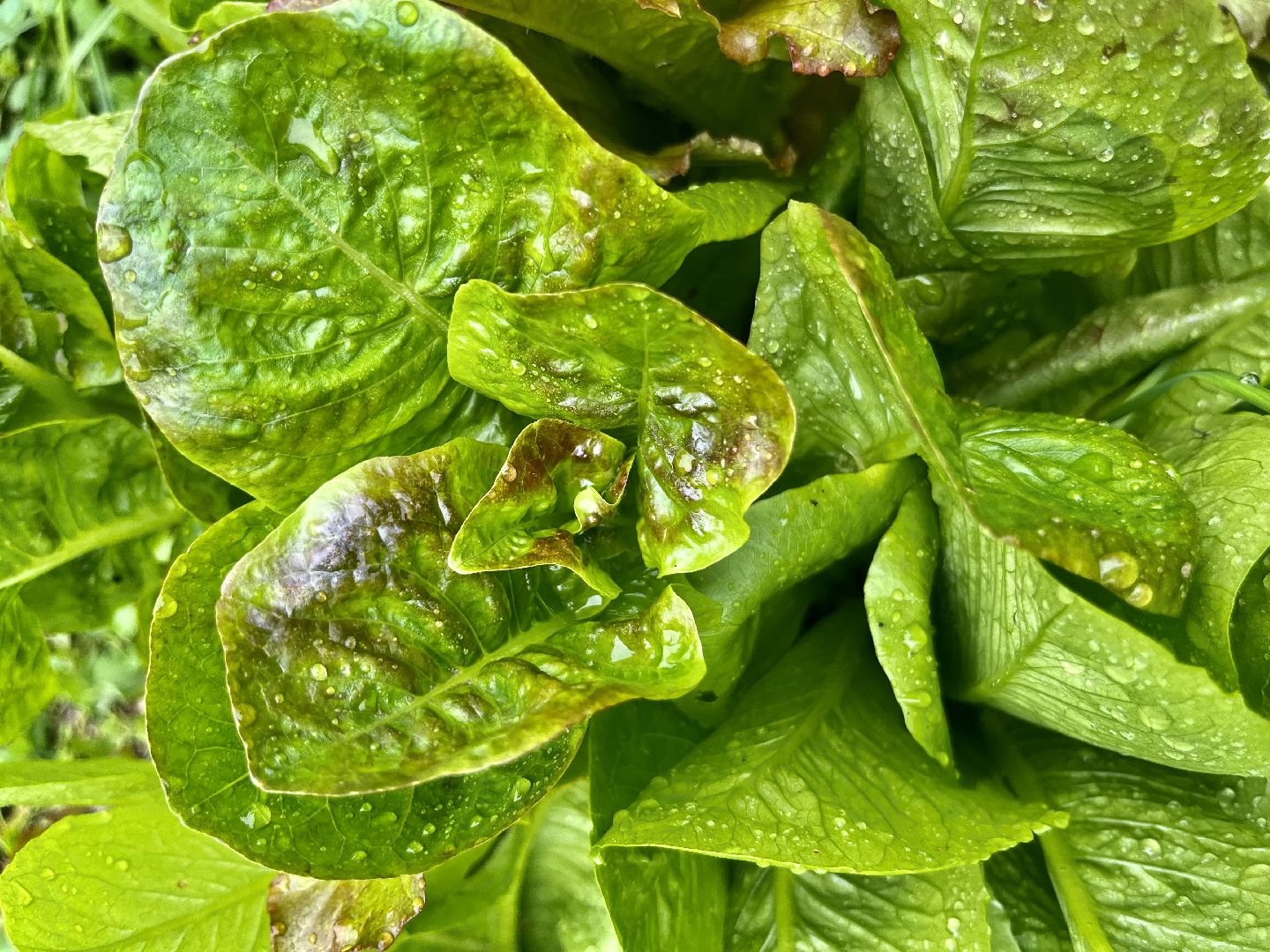 Наро-Фоминск, общественный огород. Центральный парк, урожай, Лето в Подмосковье