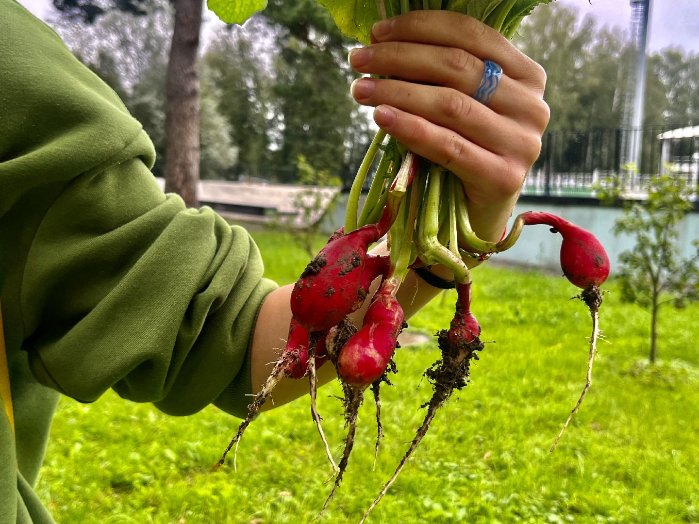 Наро-Фоминск, общественный огород. Центральный парк, урожай, Лето в Подмосковье