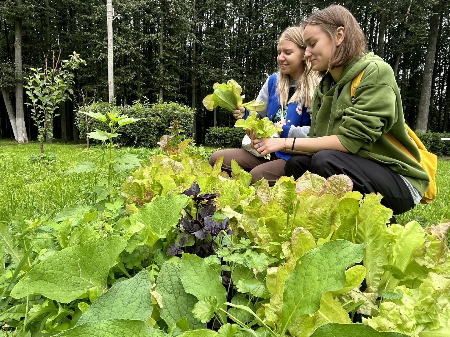 Наро-Фоминск, общественный огород. Центральный парк, урожай, Лето в Подмосковье