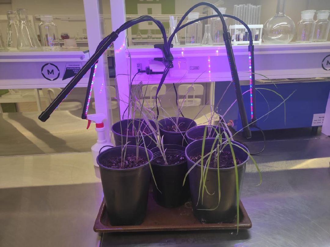 Орбазование, сельское хозяйство, коломна