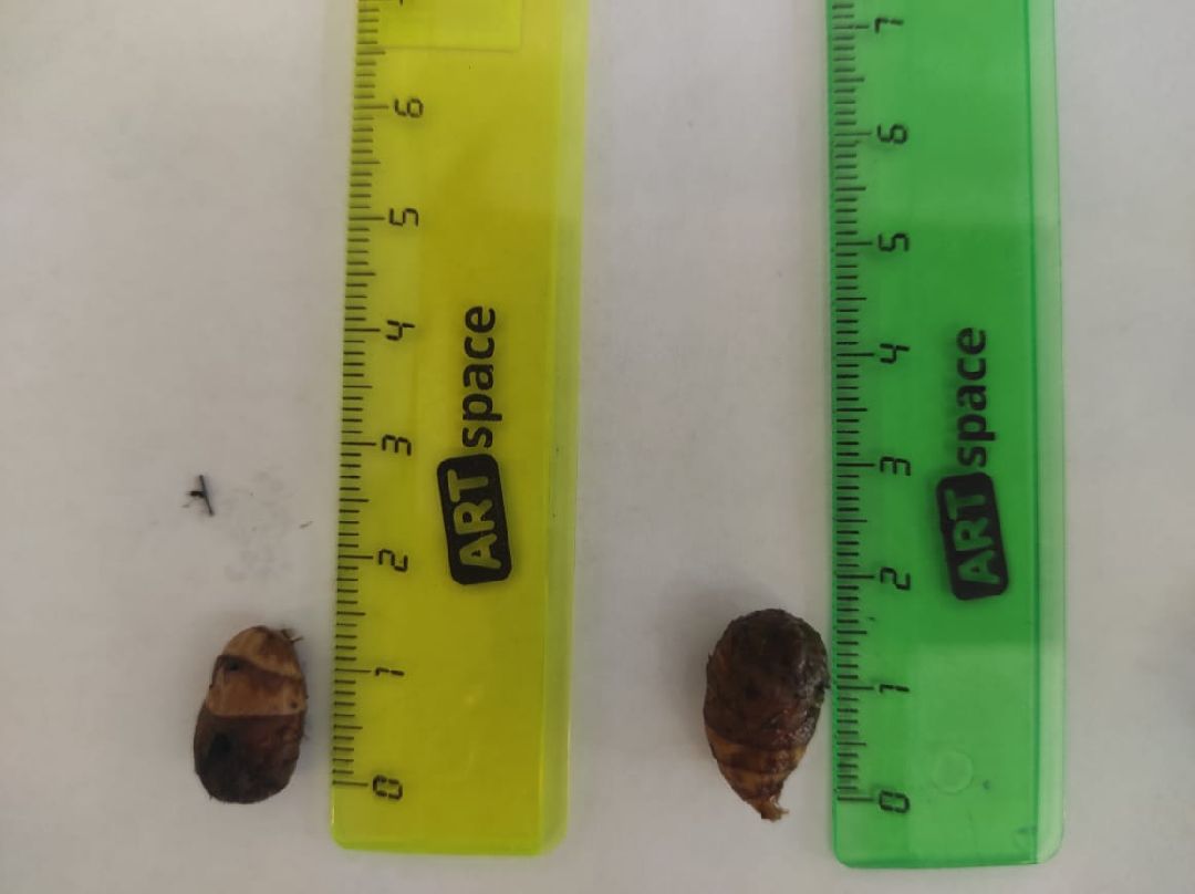 Орбазование, сельское хозяйство, коломна