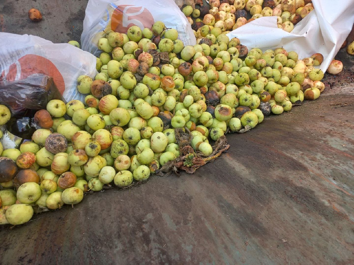 Солнечногорск, переработка, яблоки, арбузы, эколайн