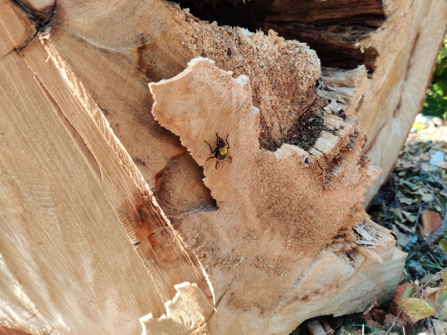 Красноармейск, Пушкинский, парк, удаление деревьев