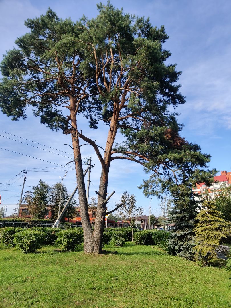 Красноармейск, Пушкинский, парк, удаление деревьев