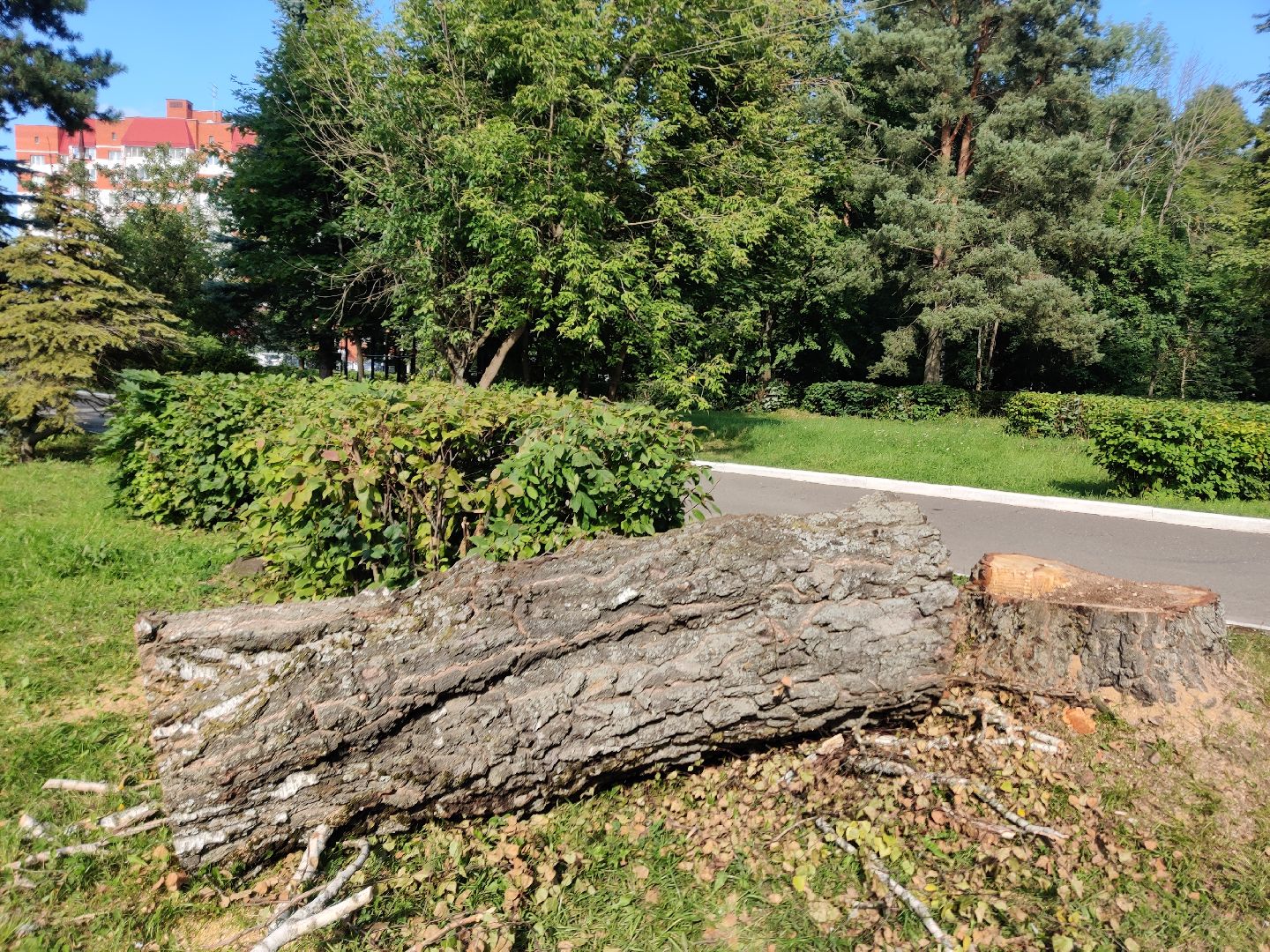 Красноармейск, Пушкинский, парк, удаление деревьев