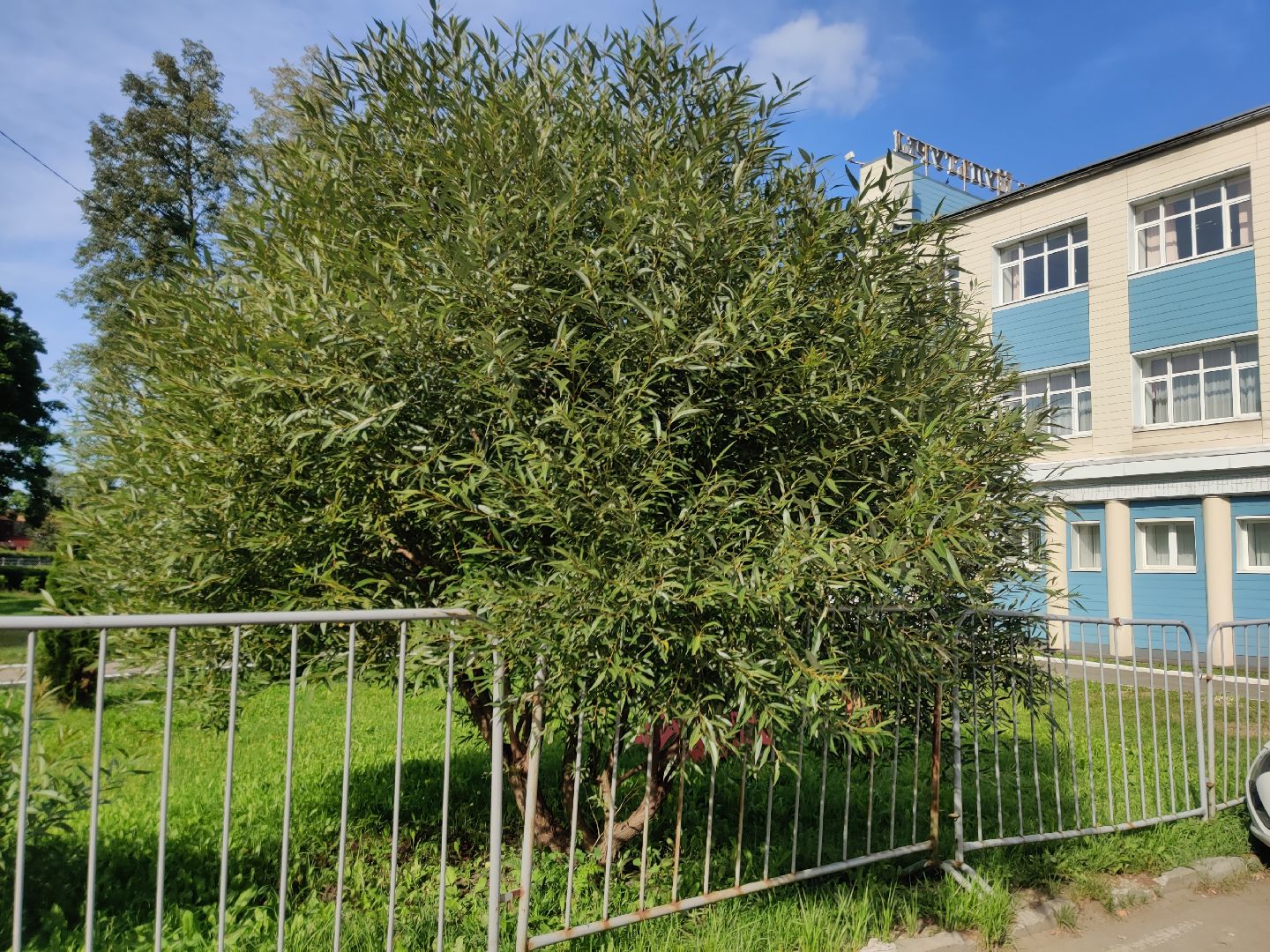 Красноармейск, Пушкинский, парк, удаление деревьев