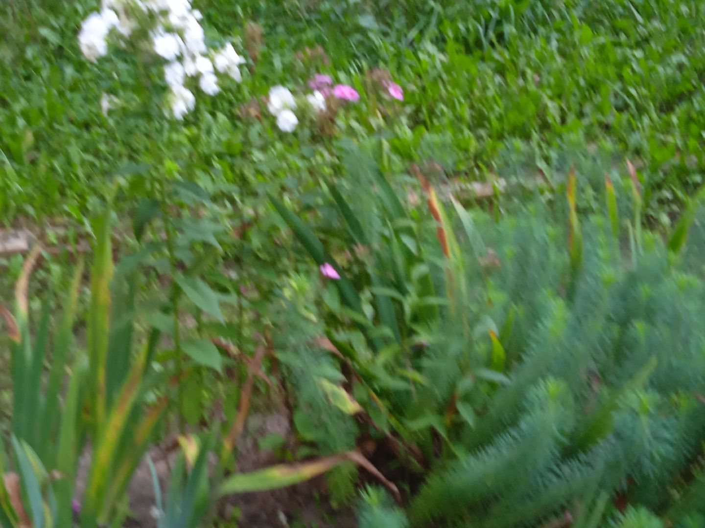 конкурс, благоустройство, лучший, цветник, у дома, фотографии