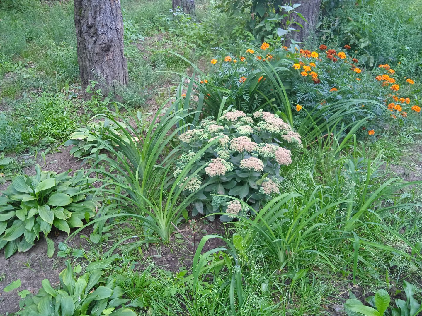 конкурс, благоустройство, лучший, цветник, у дома, фотографии