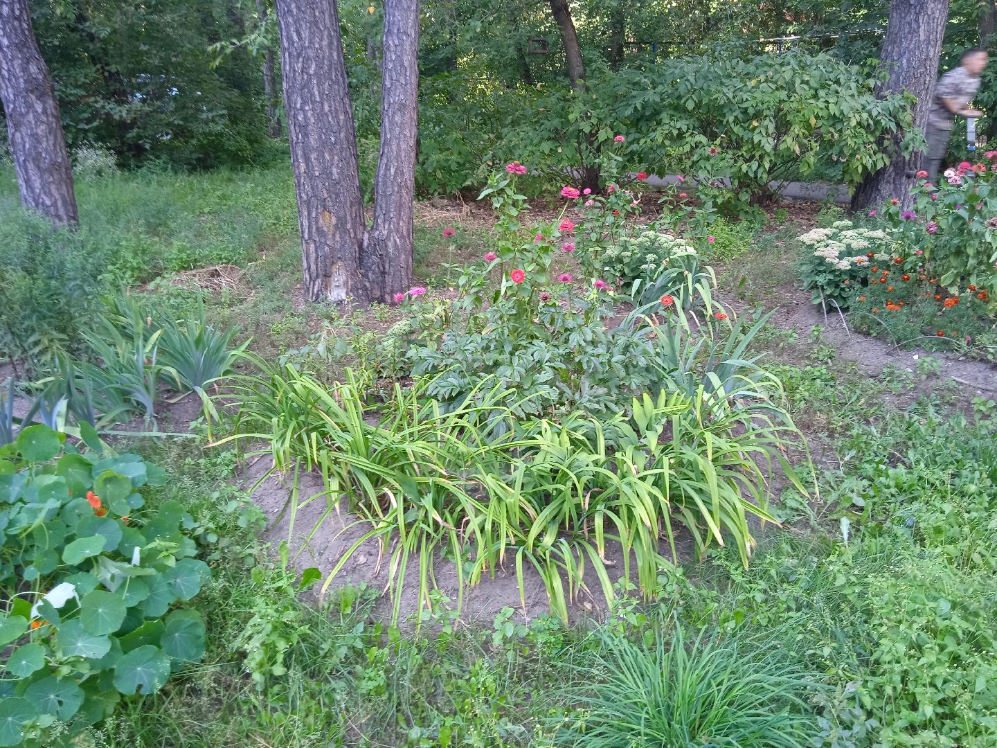 конкурс, благоустройство, лучший, цветник, у дома, фотографии