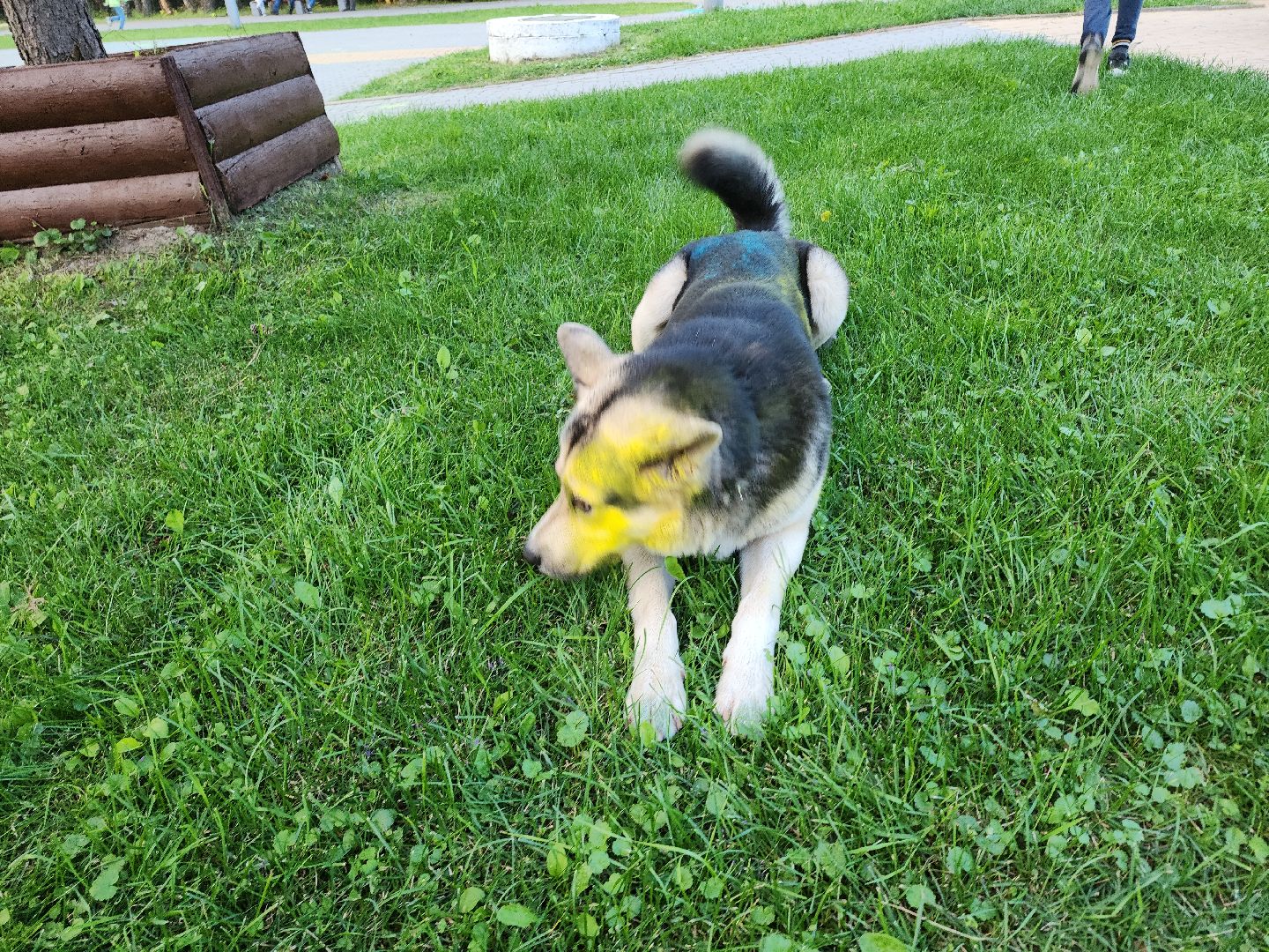 Кашира, фестиваль красок Холи, парк, праздник, дети