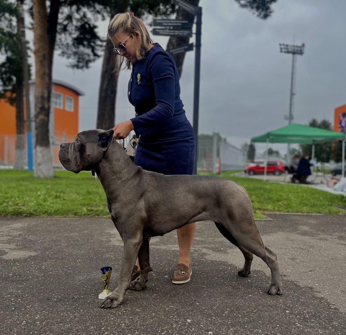 Наро-Фоминск, Нара-Дог, выставка собак, кане-корсо, русская псовая борзая
