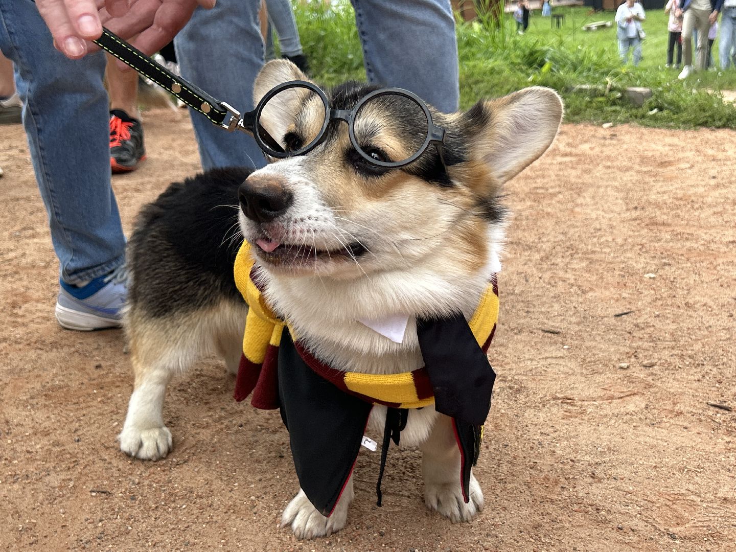 фестиваль, собаки, Щёлково, усадьба, спасатели