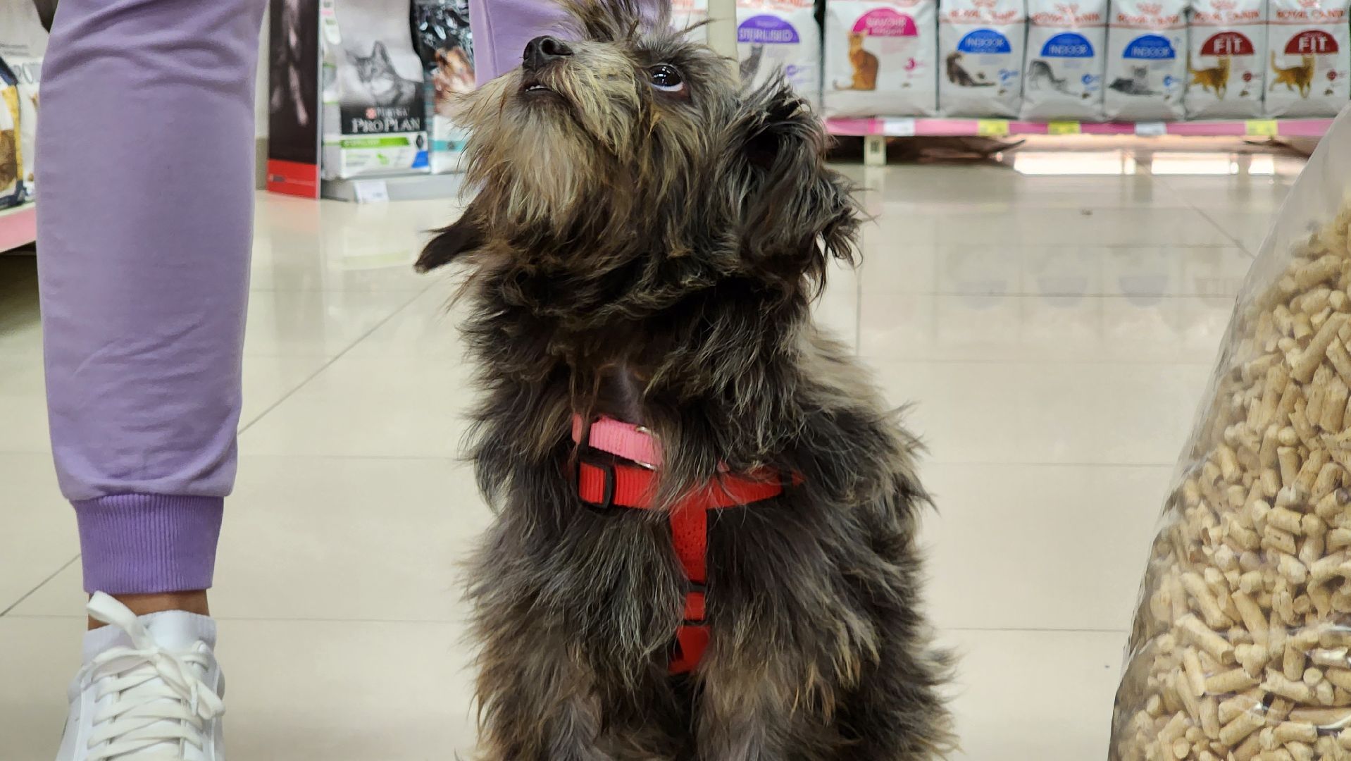 спасение животных, благотворительность, волонтерство, Котельники