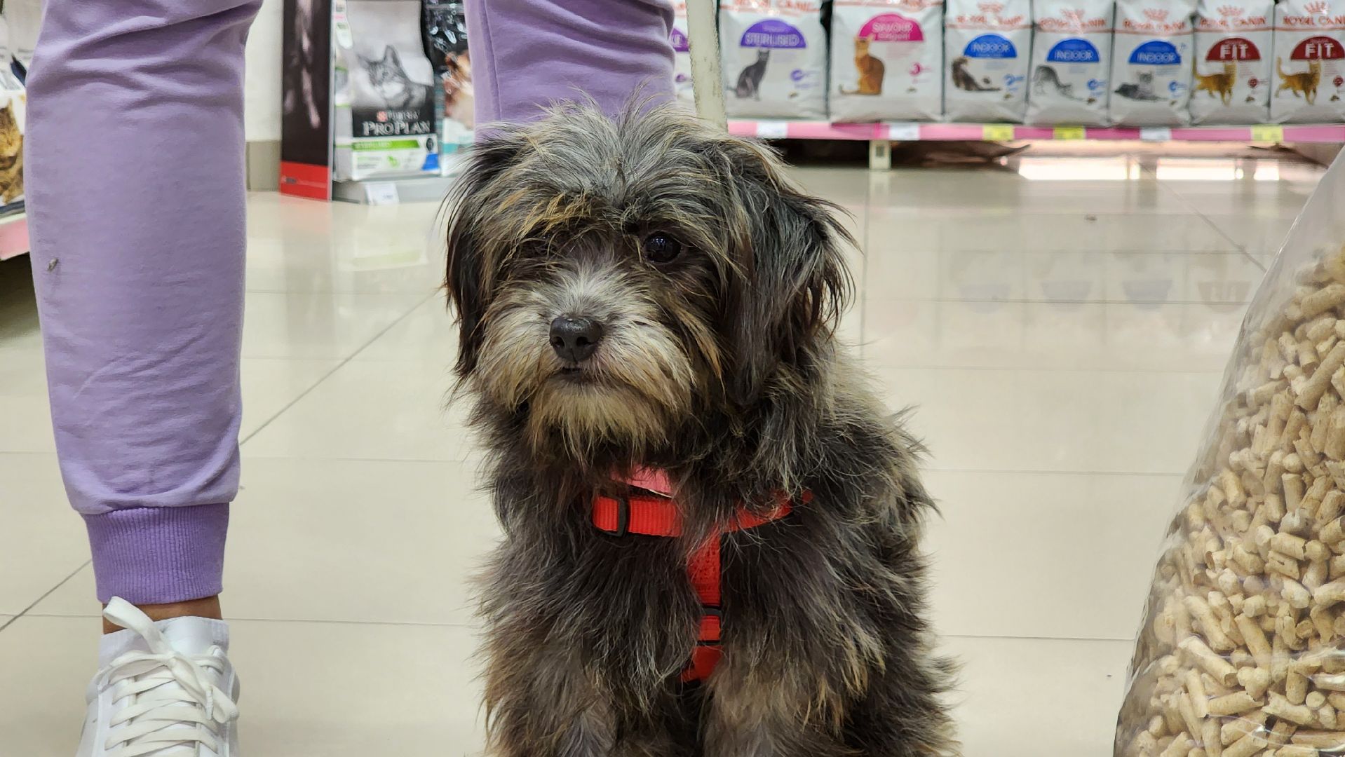 спасение животных, благотворительность, волонтерство, Котельники