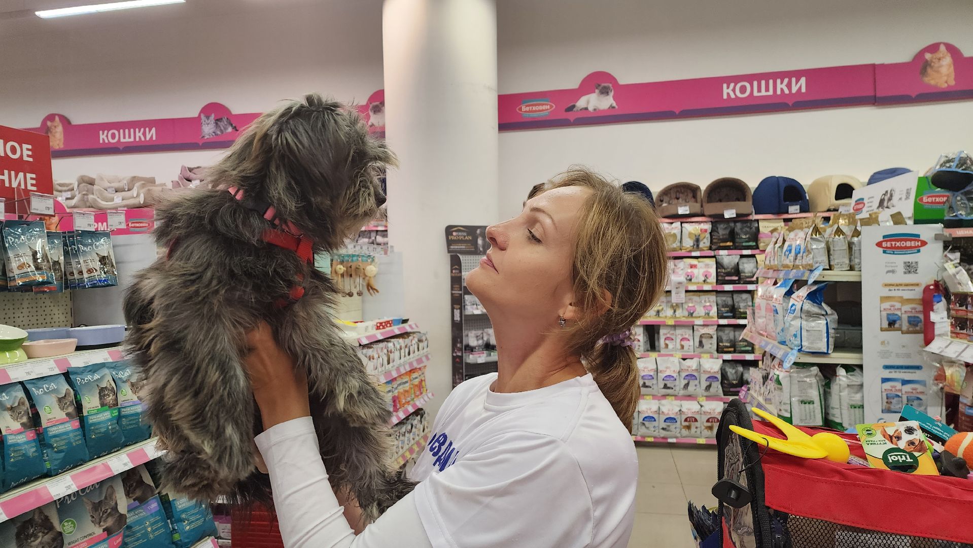 спасение животных, благотворительность, волонтерство, Котельники