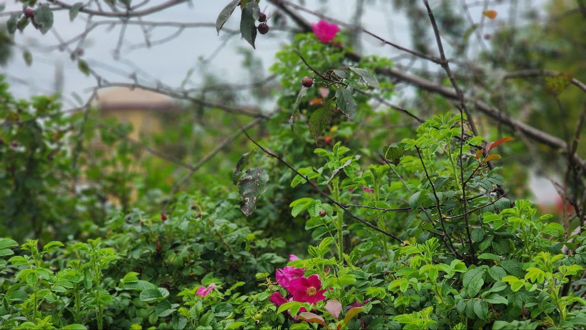 Дмитров, Метеостанция, Погода