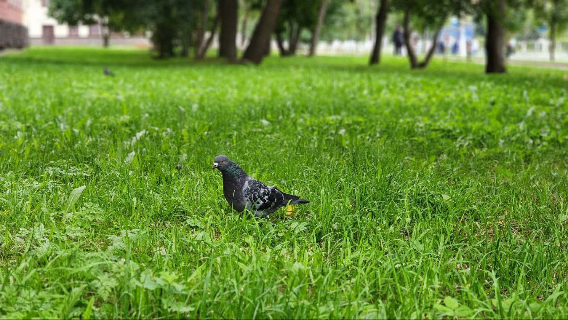 Дмитров, Метеостанция, Погода