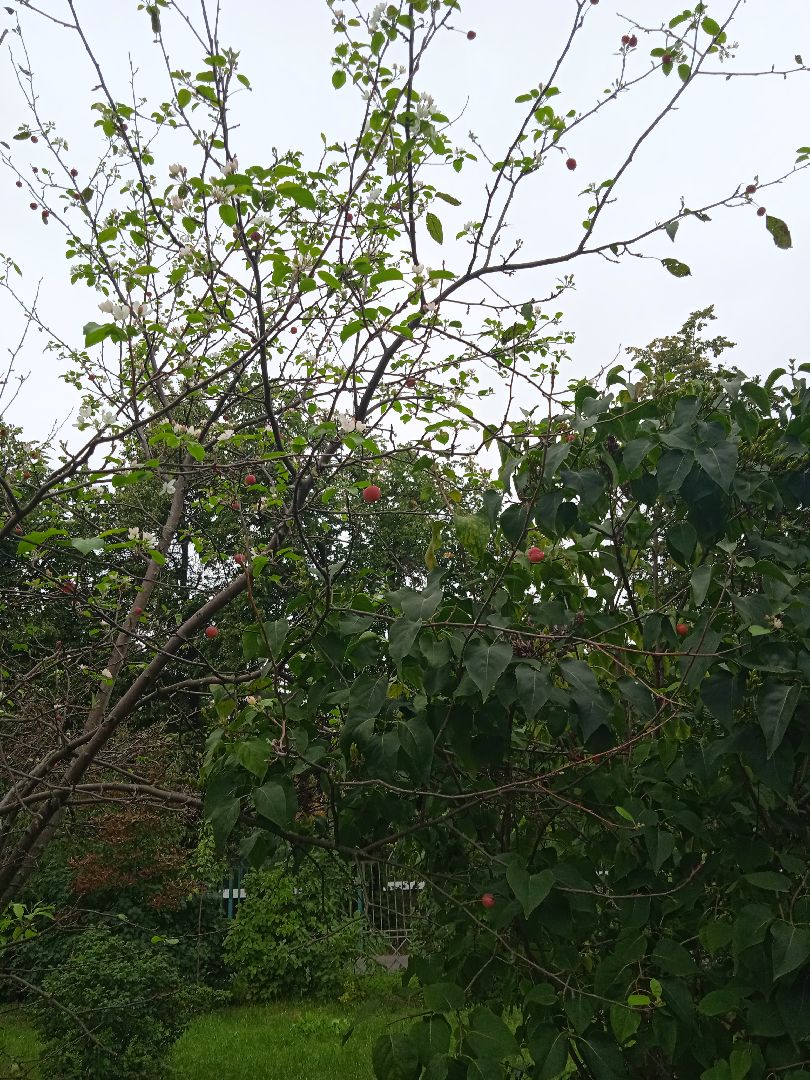 яблони, цветут, второй, раз, погодная, аномалия,