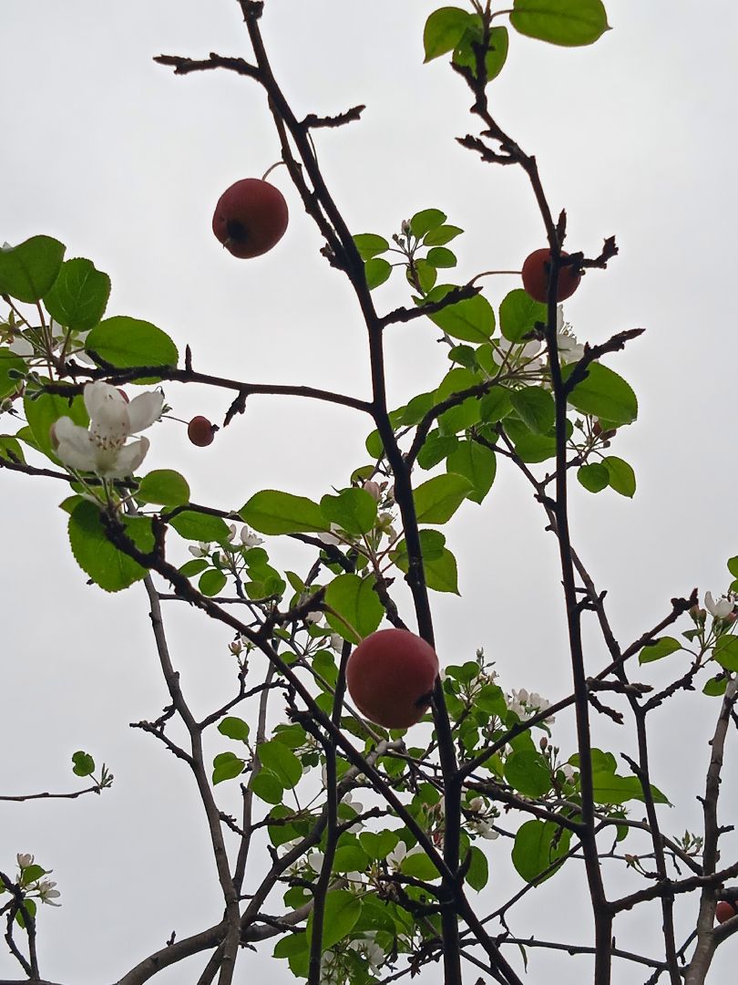 яблони, цветут, второй, раз, погодная, аномалия,