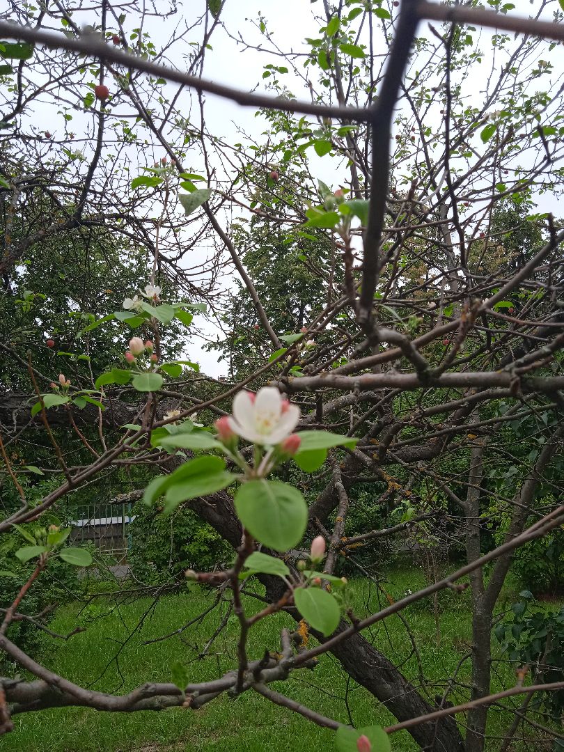 яблони, цветут, второй, раз, погодная, аномалия,
