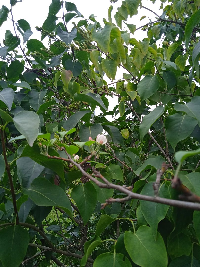 яблони, цветут, второй, раз, погодная, аномалия,