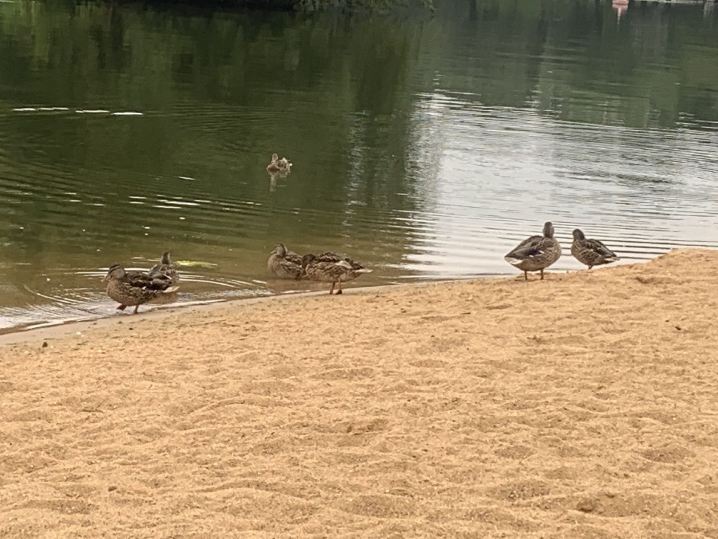 Пруд, благоустройство, очищение пруда, жители,