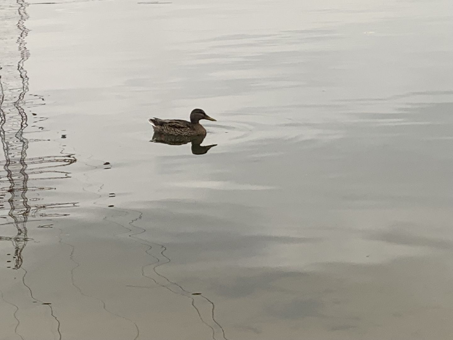 Пруд, благоустройство, очищение пруда, жители,
