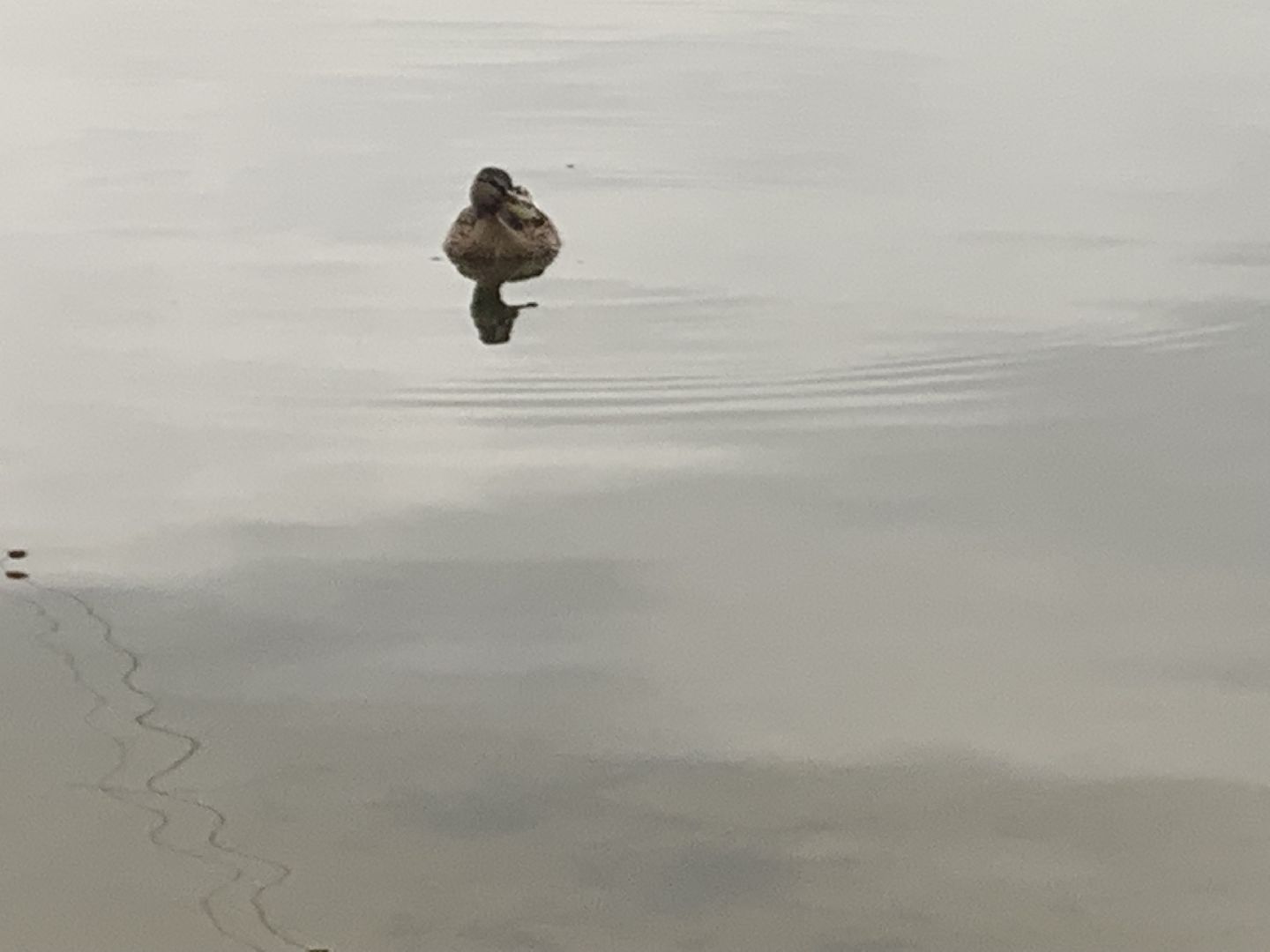 Пруд, благоустройство, очищение пруда, жители,