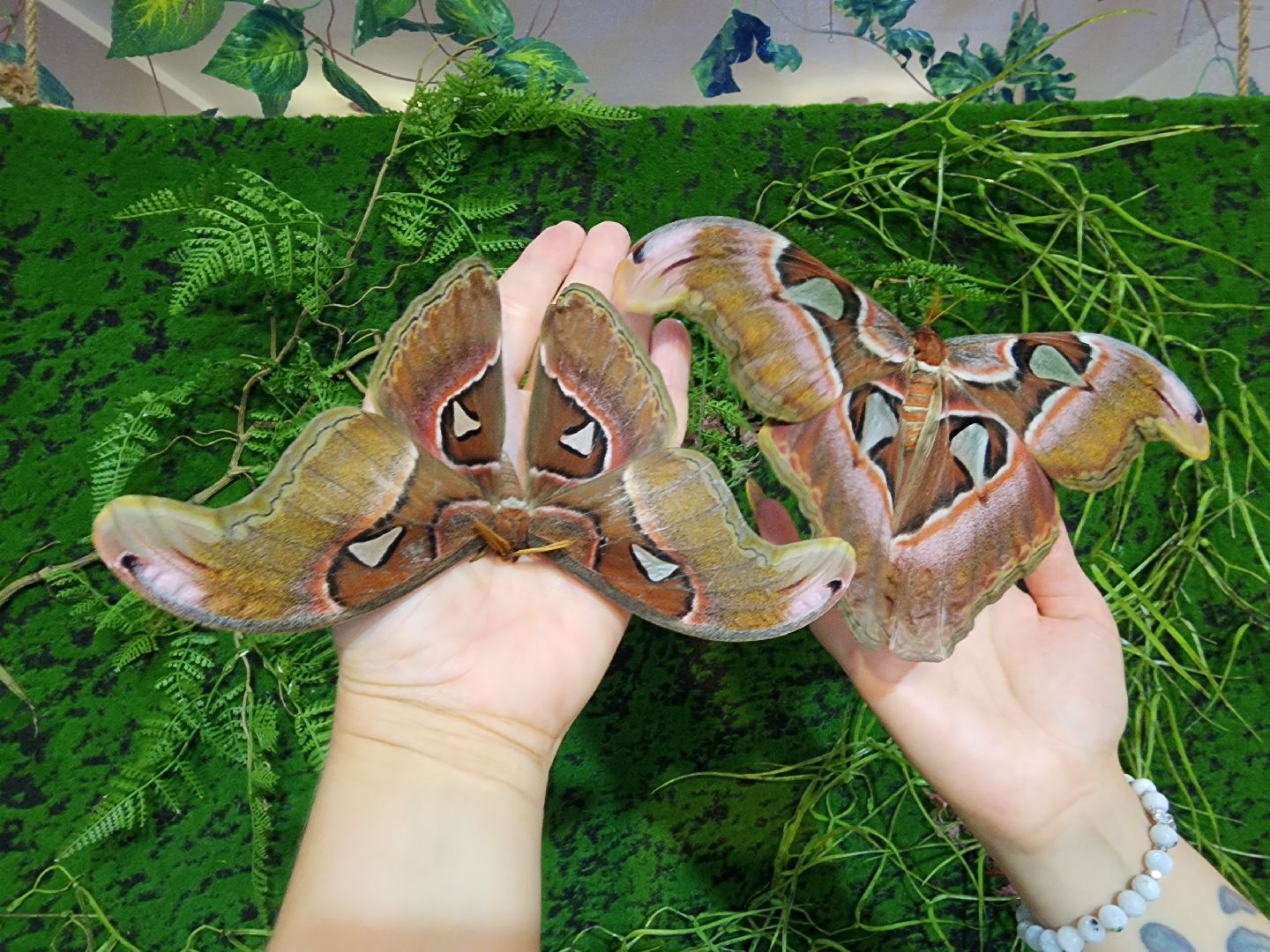 Раменское, культура, выставка экзотических бабочек