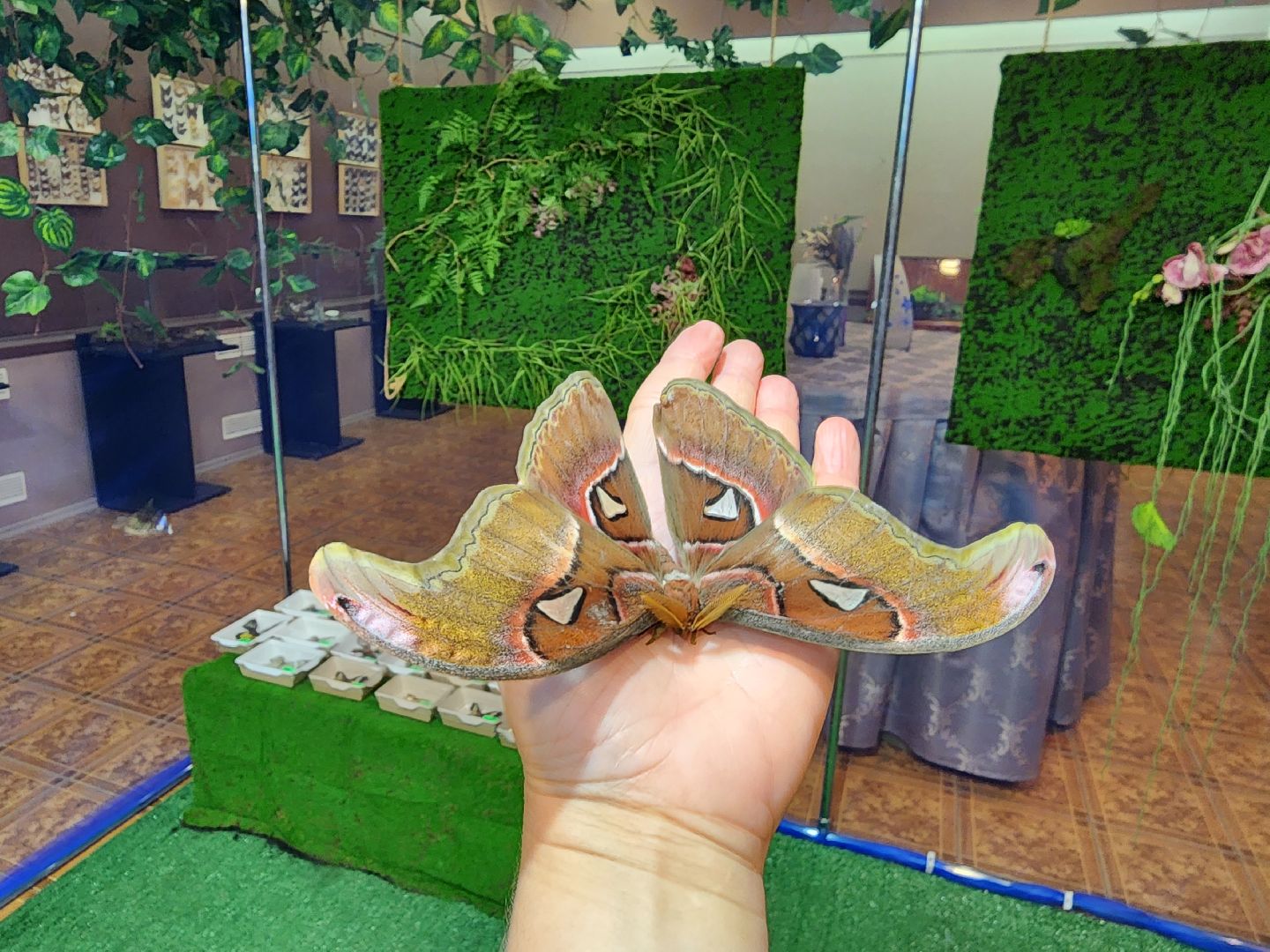 Раменское, культура, выставка экзотических бабочек