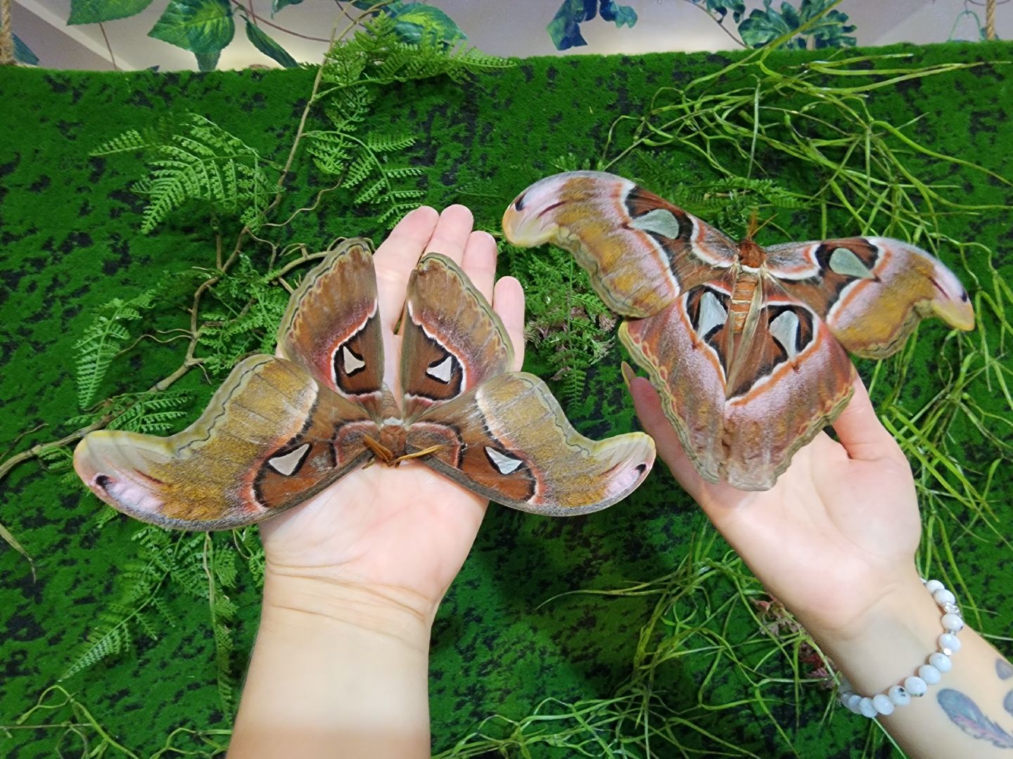 Раменское, культура, выставка экзотических бабочек