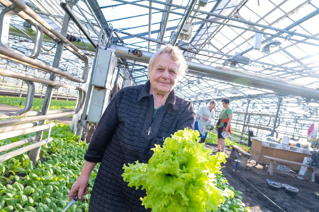 Экономика, Аграрное, сельское хозяйство, Дрезна, Орехово-Зуевский округ, огурцы, продовольствие